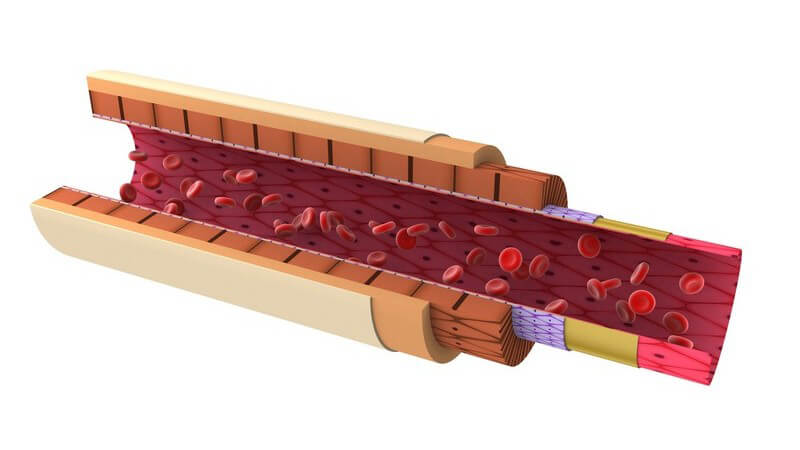 3D Grafik Arterie, aufgeschnitten mit Blutzellen auf weißem Hintergrund