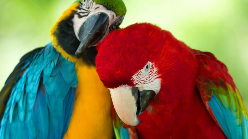 Blau-gelber und roter Papagei sitzen nebeneinander