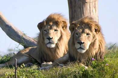 Krüger-Nationalpark nun größer