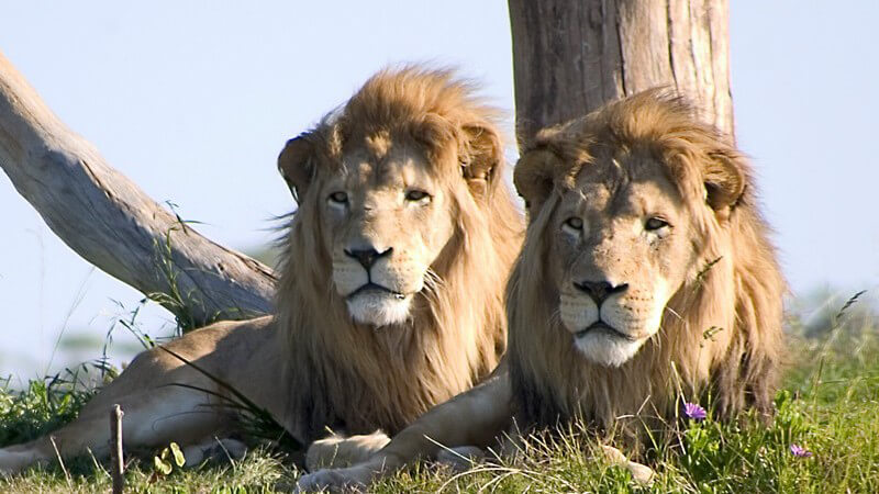Zwei Löwen liegen am Baumstamm auf Wiese