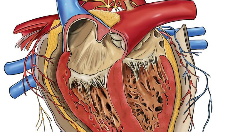 Zeichnung Anatomie menschliches Herz auf weißem Hintergrund