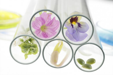 Forscher verbinden Gene von Rose und Sellerie um Superblume zu erschaffen