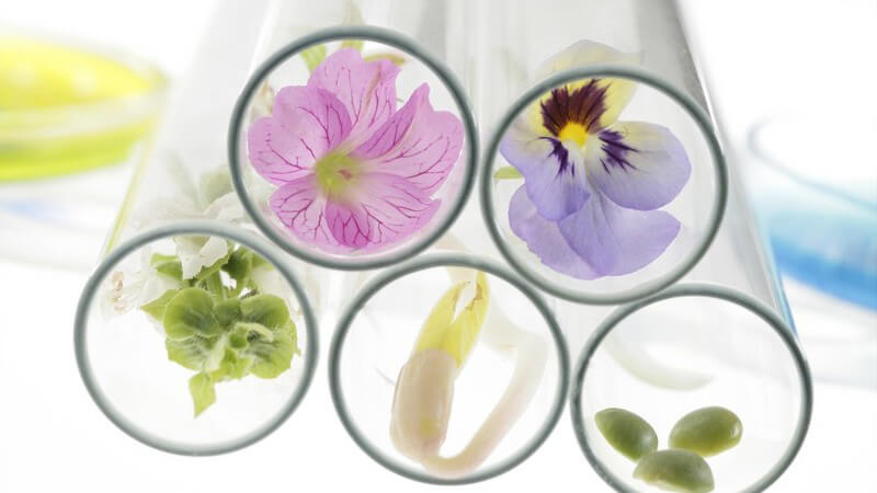 Verschiedene Blüten, Sprossen und Keimlinge in Reagenzgläsern, Forschung