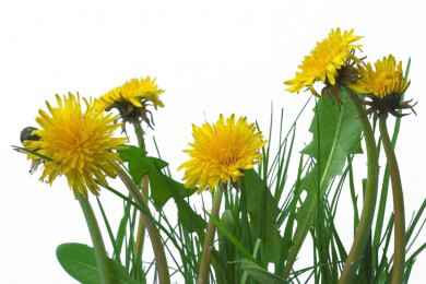 In Spanien zwei neue Arten von Pflanzen entdeckt - Taraxacum decastroi und Taraxacum lacianense