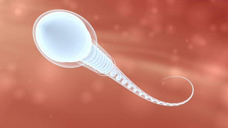 3D Aufnahme Spermium