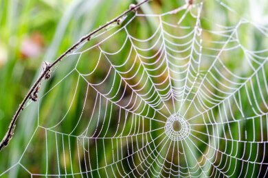 Spinnennetze von Menschenhand bald möglich?