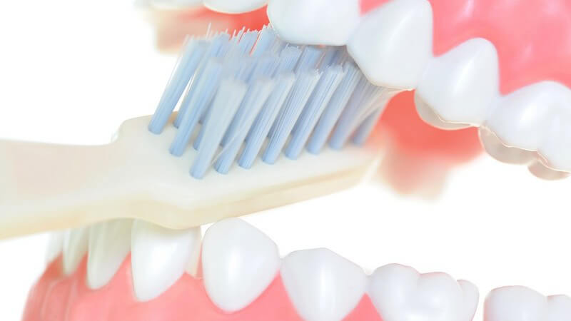 Gebiss-Modell mit Zahnbürste, weißer Hintergrund