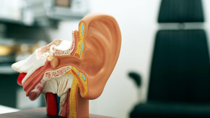 Modell menschliches Ohr in Arztpraxis