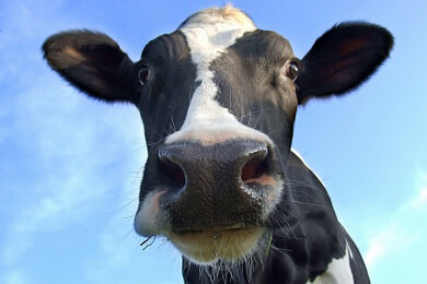 Kuhpocken werden auch von Ratten und Katzen übertragen