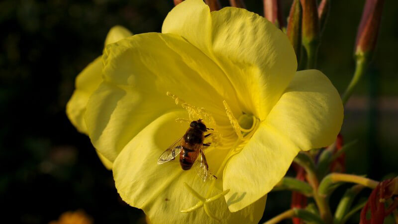 Nahaufnahme Biene auf Blüte der Nachtkerze
