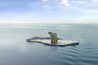 Knut, der beliebte Eisbär, ist tot