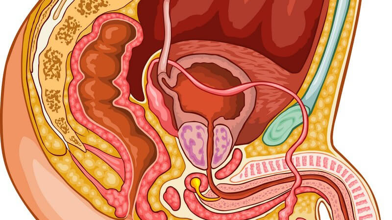 Anatomie - Zeichnung der männlichen Geschlechtsorgane