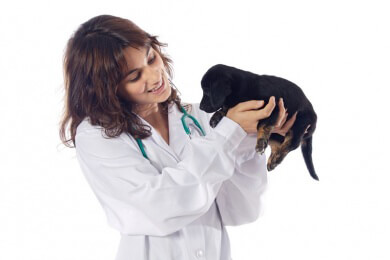 Taubem Hundewelpen wird Zeichensprache beigebracht