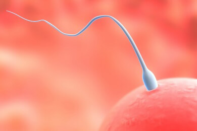 Reproduktionsbiologie: Kommunikation zwischen Spermium und Eizelle entschlüsselt