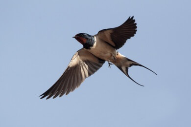 Pfiffige Vogelmänner finden eher ein Weibchen