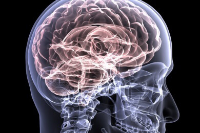 Wie aktiv unsre Synapsen im Gehirn sind, steuert ein einziges Protein