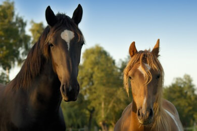 Pferde erstaunen die Wissenschaft - Stuten können offenbar ungewollte Schwangerschaften abbrechen