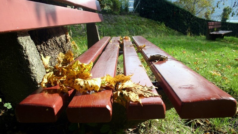 Nahaufnahme Holzbank im Park mit Blättern auf Sitz