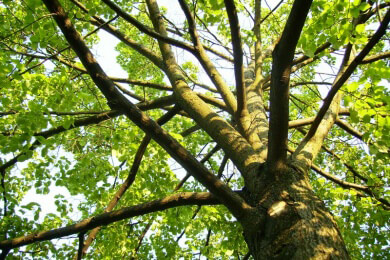 Adler beobachten: Das Internet macht's möglich