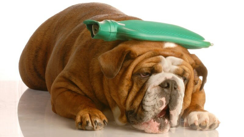 Kranker Hund, Bulldogge mit Wärmflasche auf dem Kopf