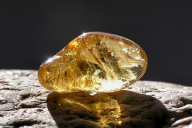 Außergewöhnlicher Bernsteinfund - Spinne trägt Insektenlarve