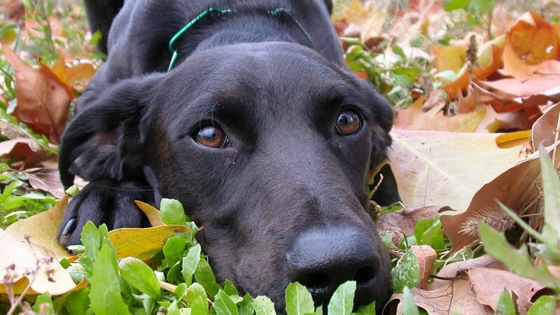 Hund: Schwarzer Labrador liegt auf Gras mit Herbstblättern