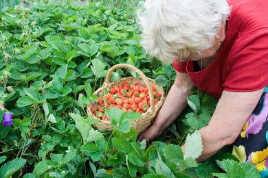 Vorbeugen gegen Herzinfarkt durch Gartenarbeit