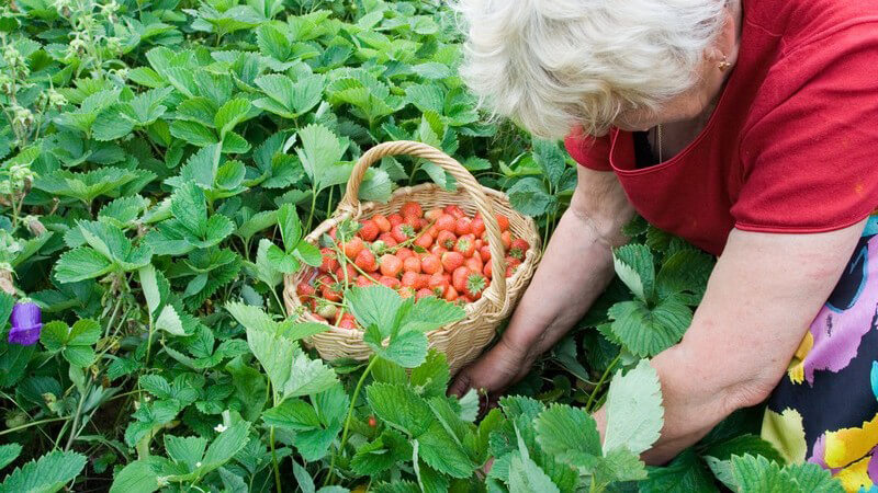 Alte Frau beim Erdbeerpflücken im Feld