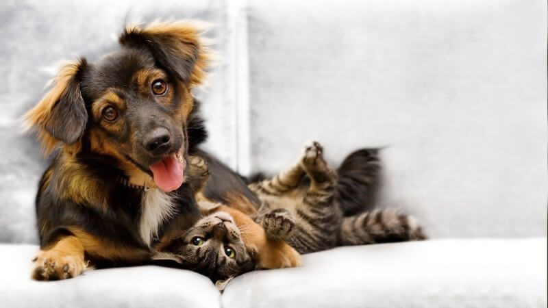 Hundewelpe und Katzenbaby zusammen auf der Couch