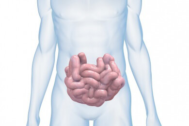 Studie: Es gibt drei verschiedene Darmtypen, davon neigt einer zu Übergewicht