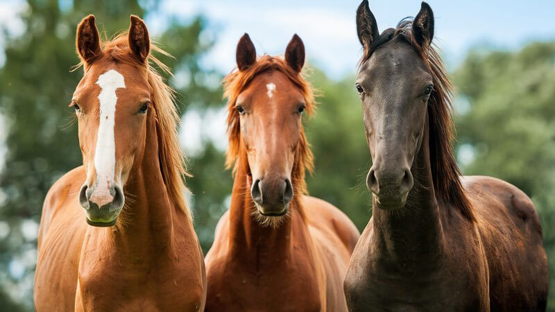 Drei junge Pferde auf der Weide