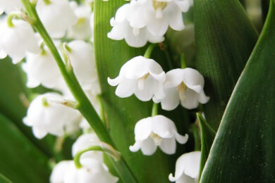 Der Brautstrauß von Kate enthielt eine versteckte Botschaft