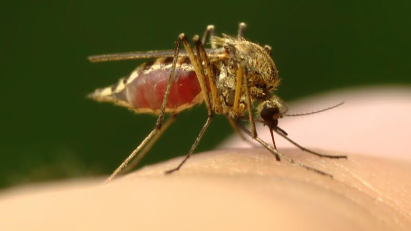 Nahaufnahme Mücke sticht in menschlichen Finger