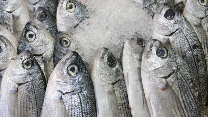 ᐅ Was sollte man beim Kauf von Fisch beachten