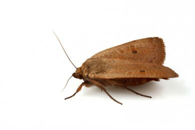 Lästige Motten umweltschonend loswerden