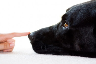 Australien - Rentnerin löst Lebensversicherung für Hunde-Facelift auf