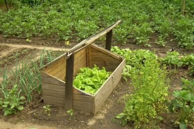 Wie man seinen Gemüsegarten düngen sollte