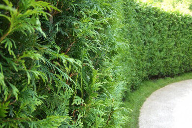 Wie pflanzt man eine Hecke richtig?