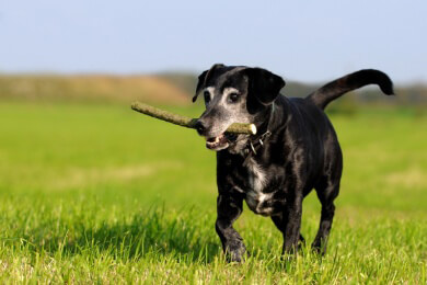 In Hunden fanden Forscher neuen Hepatitis-C Virus