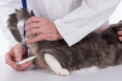 Chronische Niereninsuffizienz bei Katzen