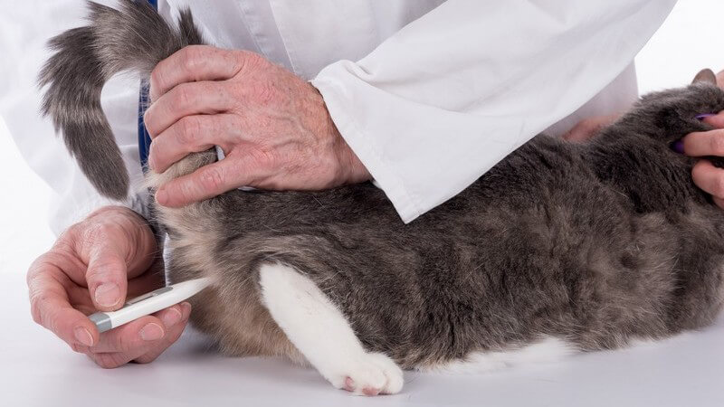 Tierarzt misst die Körpertemperatur bei einer Katze mit einem Fieberthermometer im Po