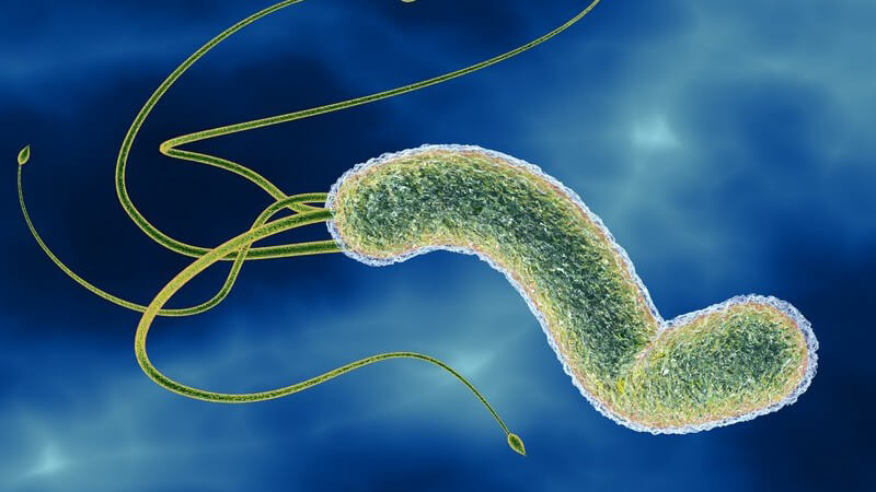 Mikroskopisches Bild einer Bakterie