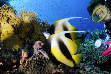 Kohlendioxid schädigt den Hörsinn der Clownfische