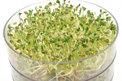 EHEC-Gefahr auch bei eigenen Sprossen