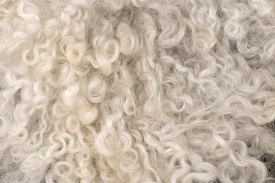 Neuseeland - Shrek, das Schaf mit dem legendären Riesen-Wollkleid, ist gestorben