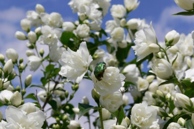 Von Pflanzen und Tieren lernen - Woche der Botanischen Gärten
