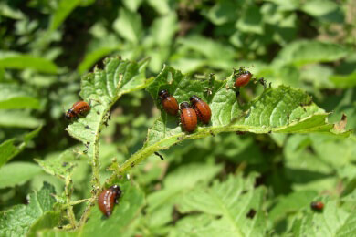 Studie: Glatte Blätter sind gegen Insektenfraß und Wasser schlechter geschützt als faltige