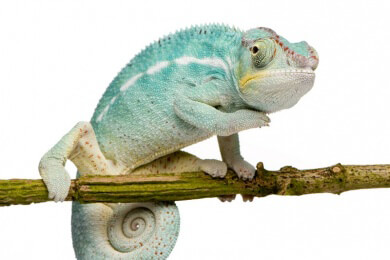 Immer mehr Menschen halten Terrarien-Haustiere