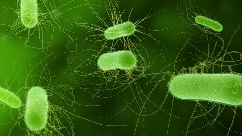 Grafik 3D Bakterien in grün