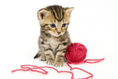 Kleptomanische Katze in der Schweiz klaut die Kleidung der Nachbarn